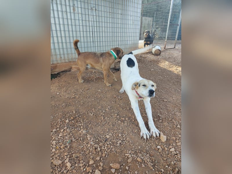  SARAH – Eine treue Seele auf der Suche nach einem Neuanfang ➡️