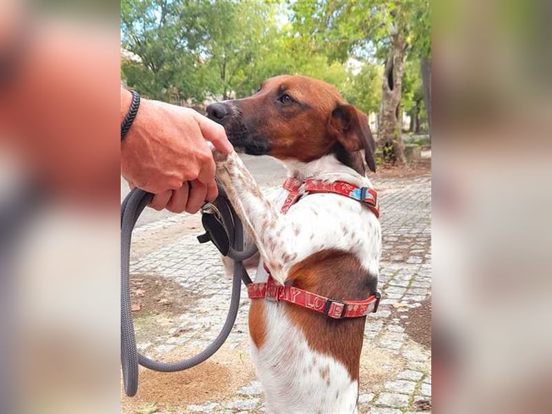 Piri Piri, der langbeinige Schönling