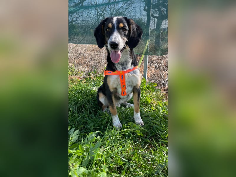  Bruce – Der kleine Überlebenskünstler mit dem großen Herzen sucht sein Zuhause fürs Leben 