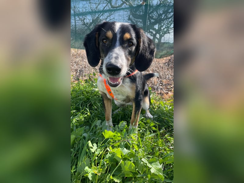  Bruce – Der kleine Überlebenskünstler mit dem großen Herzen sucht sein Zuhause fürs Leben 