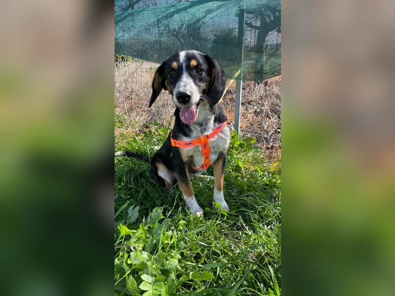  Bruce – Der kleine Überlebenskünstler mit dem großen Herzen sucht sein Zuhause fürs Leben 