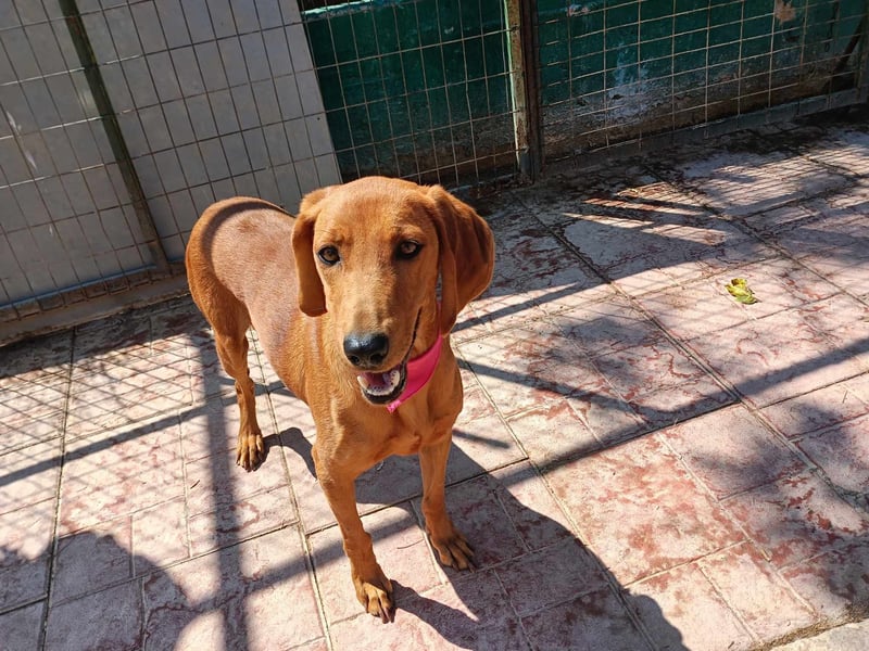  ROZOULA – Zauberhafte Herzenshündin auf der Suche nach ihrem Glück 