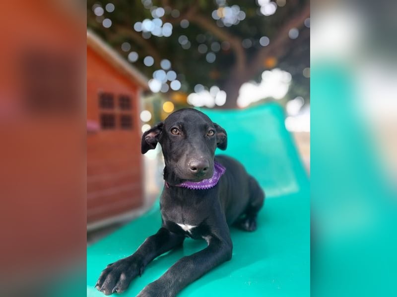 Margo, ein süßes Hundemädchen