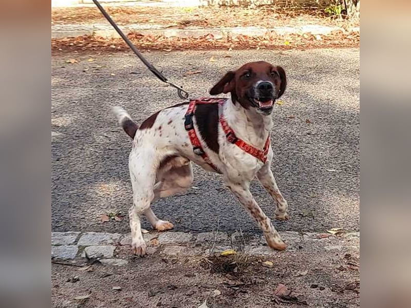 Piri Piri, der langbeinige Schönling