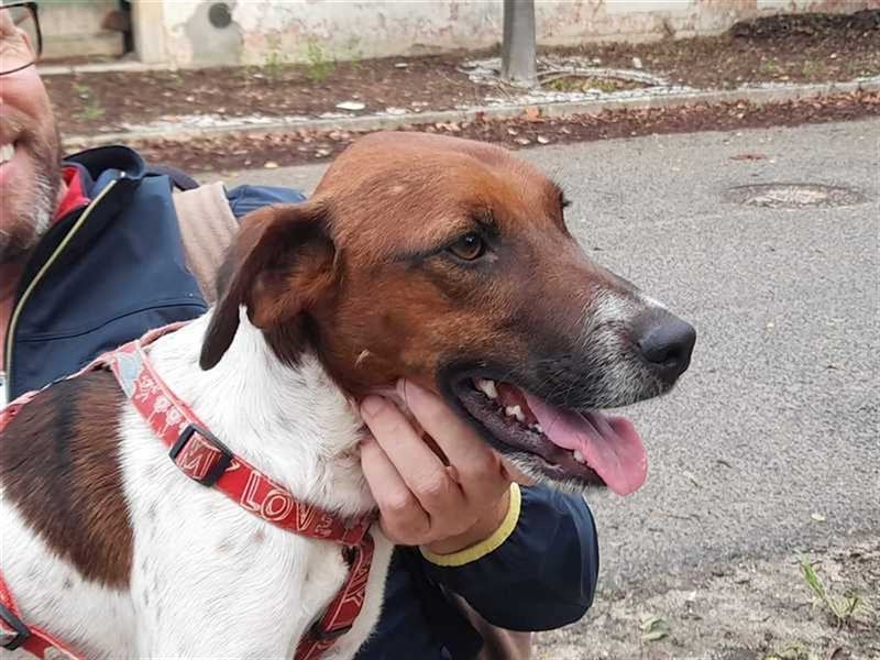 Piri Piri, der langbeinige Schönling