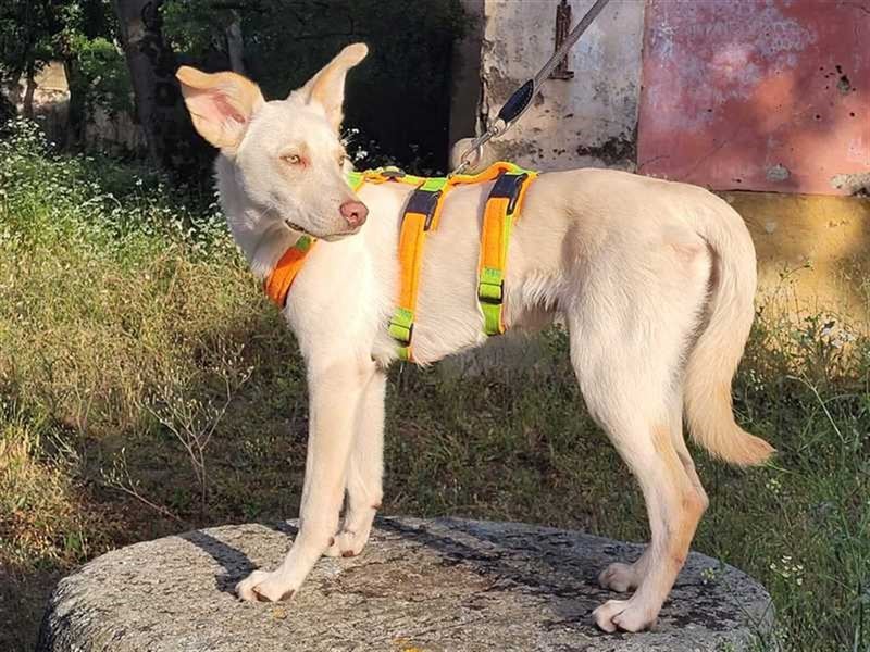 Alberto, etwas zurück geworfen