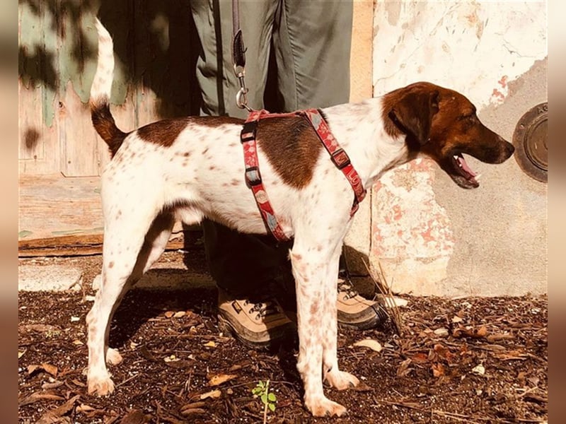 Piri Piri, der langbeinige Schönling