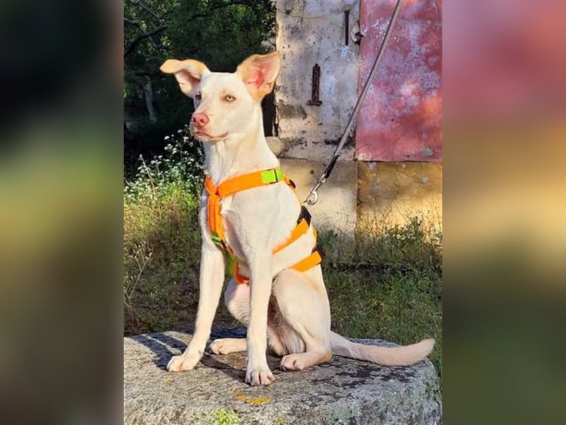 Alberto, etwas zurück geworfen