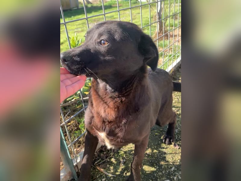 ✨ COSMO (Cooper) – der Sonnenschein auf vier Pfoten