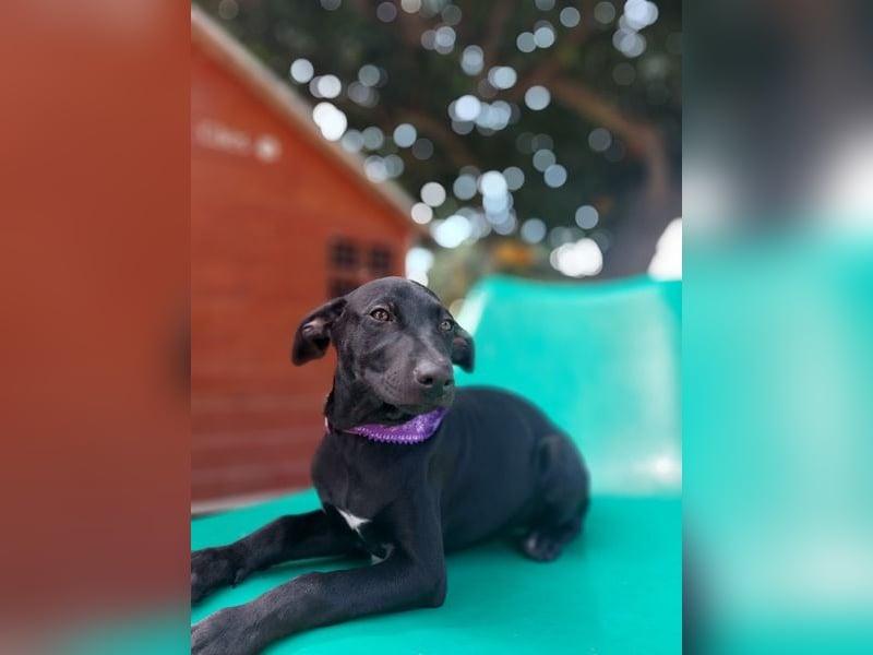 Margo, ein süßes Hundemädchen