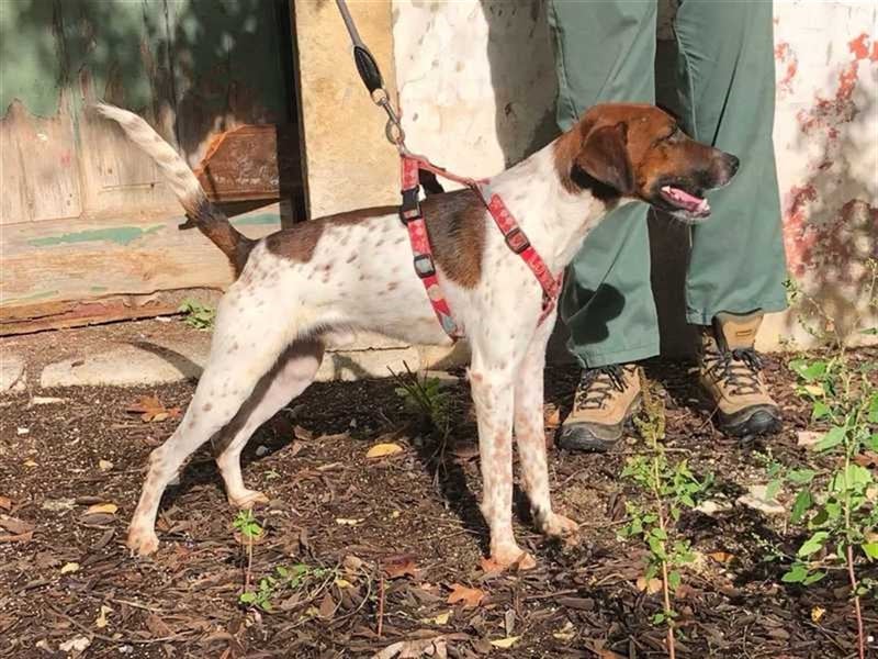 Piri Piri, der langbeinige Schönling