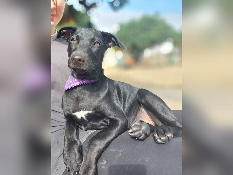 Margo, ein süßes Hundemädchen