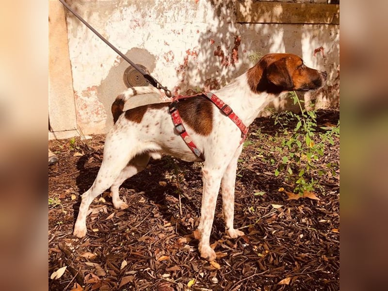 Piri Piri, der langbeinige Schönling