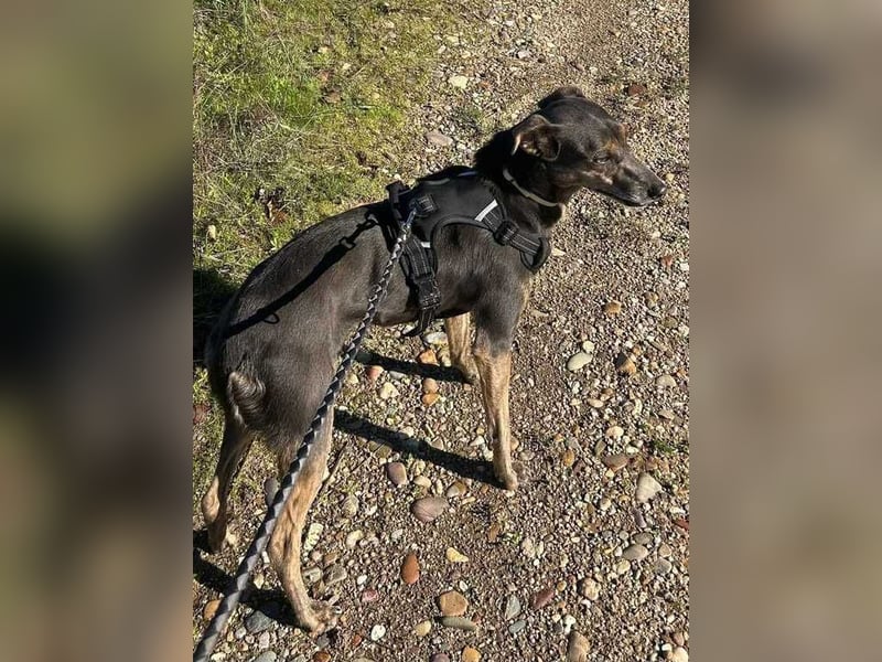 Sophie, verhinderte Jagdhündin?