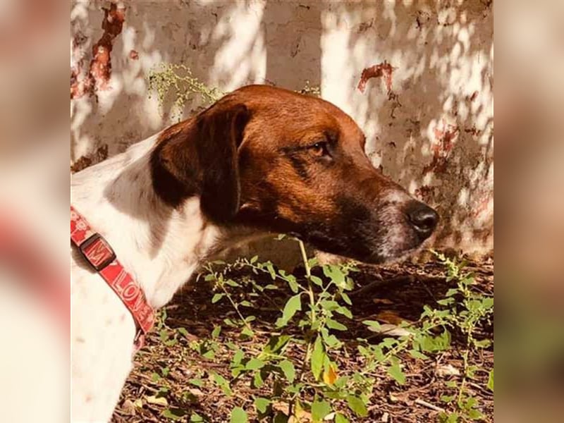 Piri Piri, der langbeinige Schönling