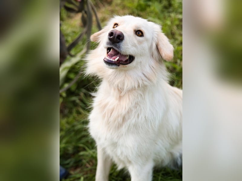 Olivia, geb. 04/2024, junge Schönheit sucht ihr Glück