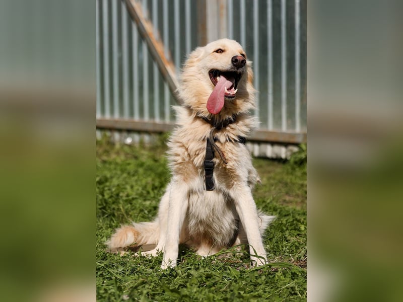 Oliver, geb. 04/2024, Sofa gesucht: Bewohner Oliver bringt viel Liebe mit