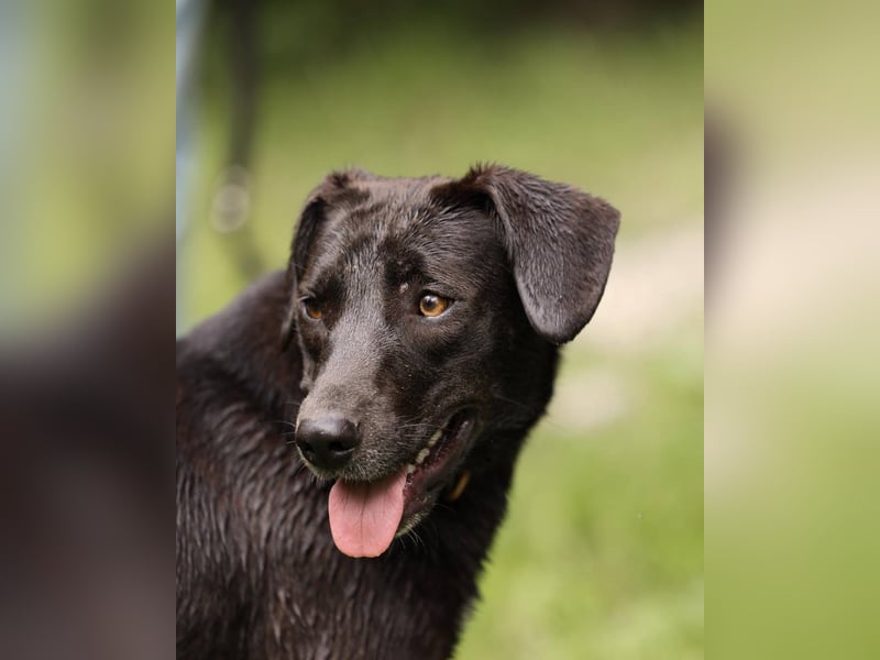 Toffee *geb. 09/2024 – Ein junges Herz voller Liebe sucht ihr Für-Immer-Zuhause