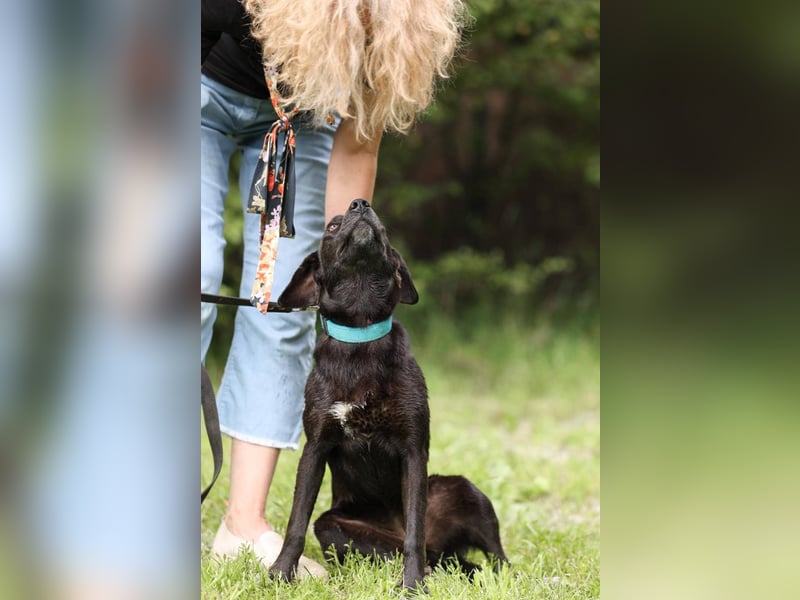 Toffee *geb. 09/2024 – Ein junges Herz voller Liebe sucht ihr Für-Immer-Zuhause