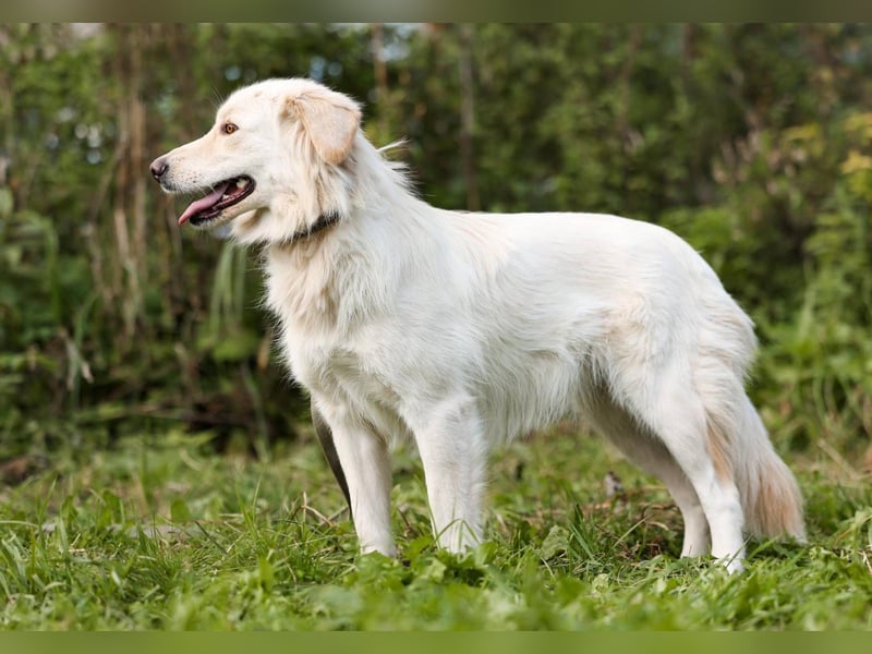 Olivia, geb. 04/2024, junge Schönheit sucht ihr Glück