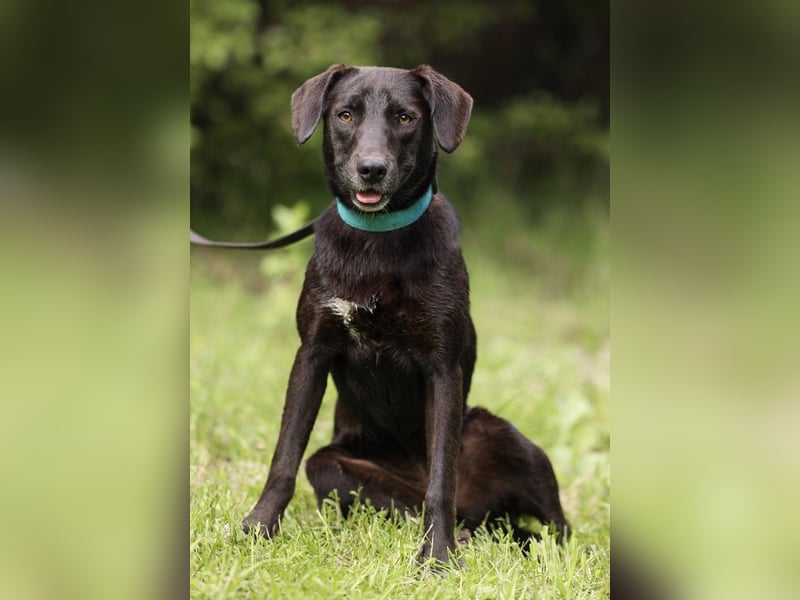 Toffee *geb. 09/2024 – Ein junges Herz voller Liebe sucht ihr Für-Immer-Zuhause