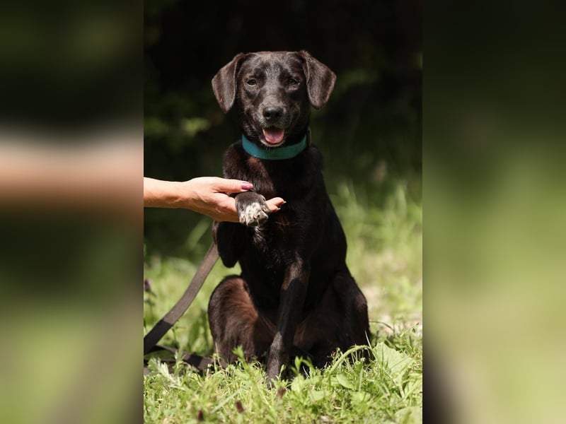 Toffee *geb. 09/2024 – Ein junges Herz voller Liebe sucht ihr Für-Immer-Zuhause