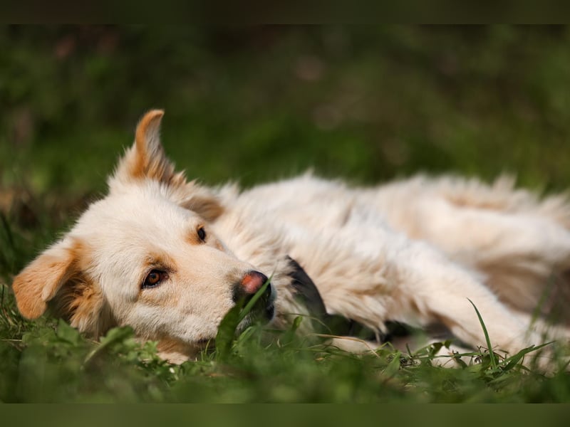 Oliver, geb. 04/2024, Sofa gesucht: Bewohner Oliver bringt viel Liebe mit