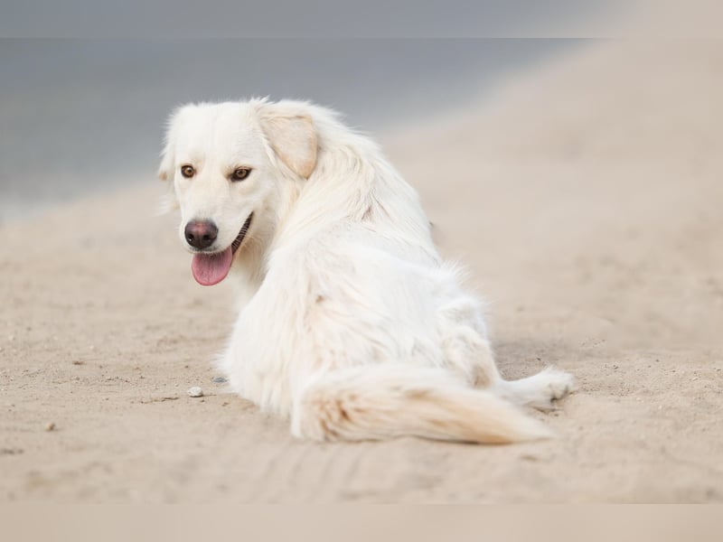 Olivia, geb. 04/2024, junge Schönheit sucht ihr Glück