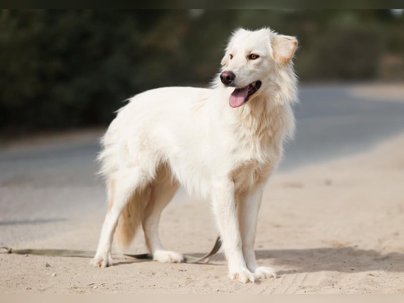 Olivia, geb. 04/2024, junge Schönheit sucht ihr Glück