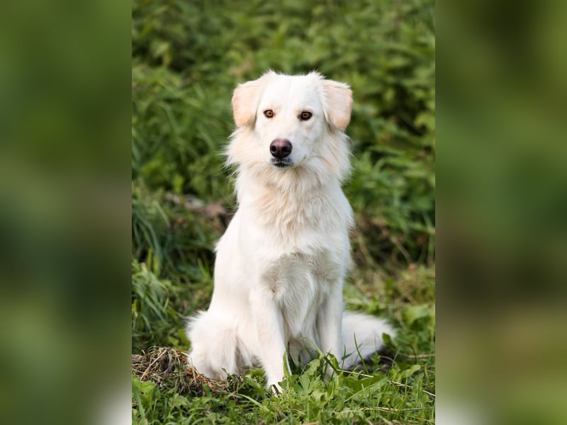 Olivia, geb. 04/2024, junge Schönheit sucht ihr Glück