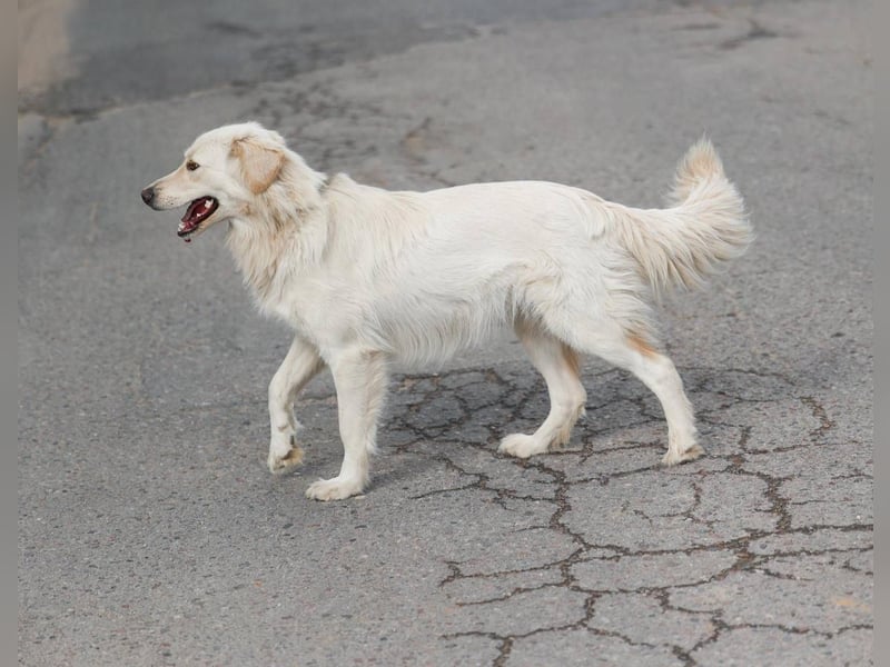 Olivia, geb. 04/2024, junge Schönheit sucht ihr Glück