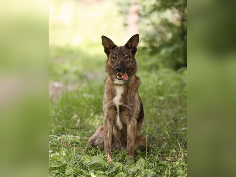 YUMA, *geb. 08/2024 - wunderschönes Mädchen sitzt schon auf gepacktem Koffer