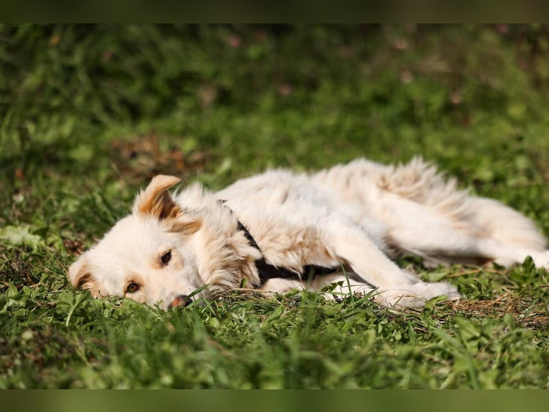 Oliver, geb. 04/2024, Sofa gesucht: Bewohner Oliver bringt viel Liebe mit