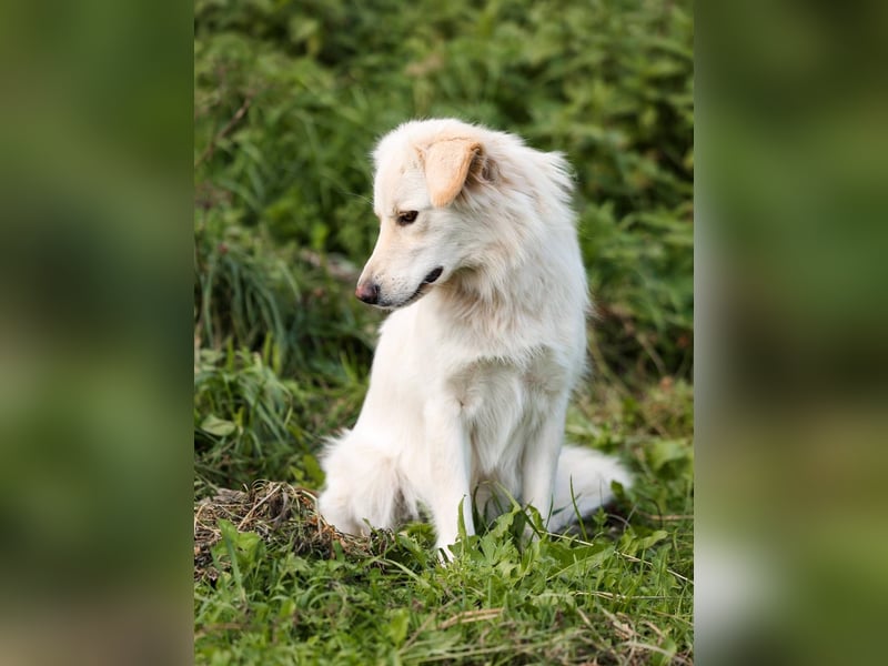 Olivia, geb. 04/2024, junge Schönheit sucht ihr Glück
