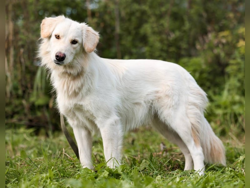 Olivia, geb. 04/2024, junge Schönheit sucht ihr Glück