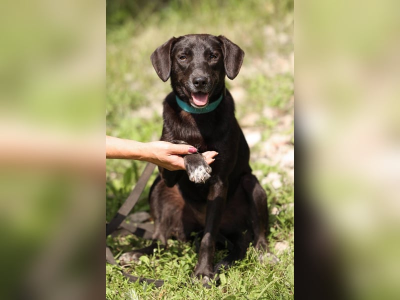 Toffee *geb. 09/2024 – Ein junges Herz voller Liebe sucht ihr Für-Immer-Zuhause