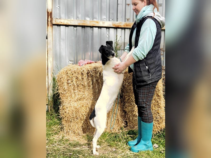 KIRA, geb. 03/2023, aktive Hündin sucht ihr Glück