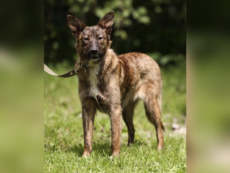YUMA, *geb. 08/2024 - wunderschönes Mädchen sitzt schon auf gepacktem Koffer