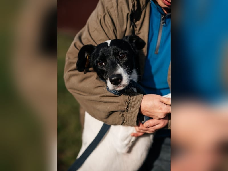 KIRA, geb. 03/2023, aktive Hündin sucht ihr Glück