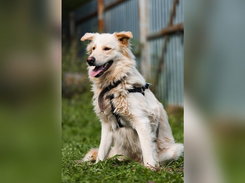 Oliver, geb. 04/2024, Sofa gesucht: Bewohner Oliver bringt viel Liebe mit