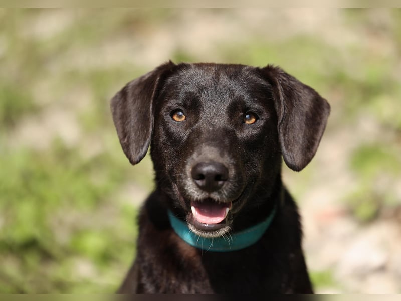 Toffee *geb. 09/2024 – Ein junges Herz voller Liebe sucht ihr Für-Immer-Zuhause