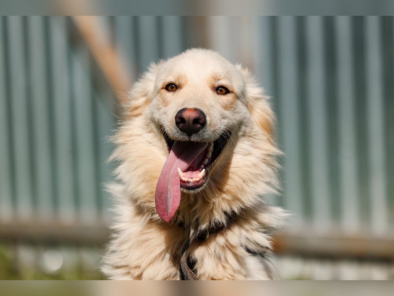 Oliver, geb. 04/2024, Sofa gesucht: Bewohner Oliver bringt viel Liebe mit