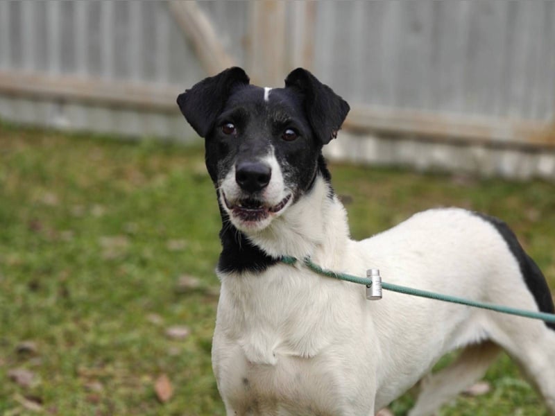 KIRA, geb. 03/2023, aktive Hündin sucht ihr Glück