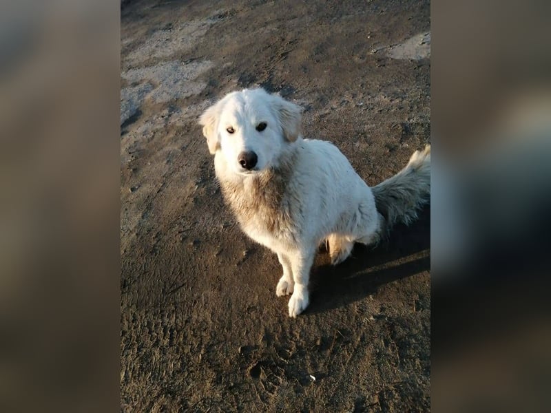 Oliver, geb. 04/2024, Sofa gesucht: Bewohner Oliver bringt viel Liebe mit