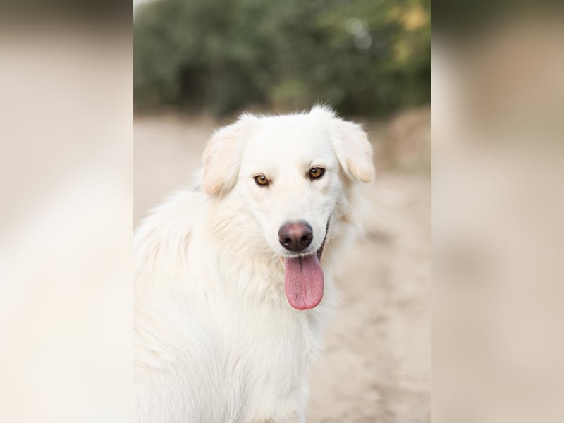 Olivia, geb. 04/2024, junge Schönheit sucht ihr Glück