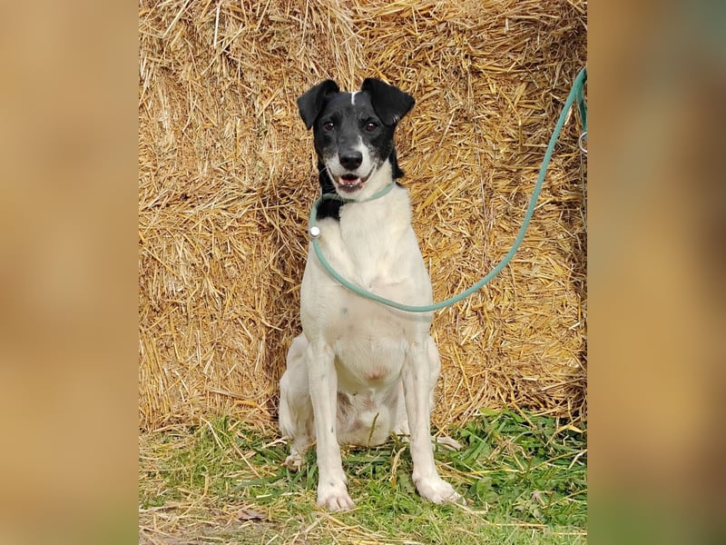 KIRA, geb. 03/2023, aktive Hündin sucht ihr Glück