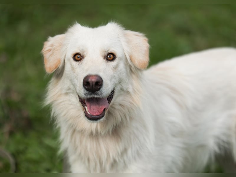 Olivia, geb. 04/2024, junge Schönheit sucht ihr Glück