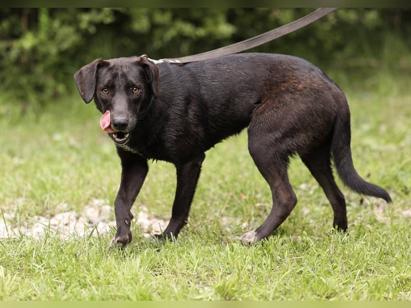 Toffee *geb. 09/2024 – Ein junges Herz voller Liebe sucht ihr Für-Immer-Zuhause