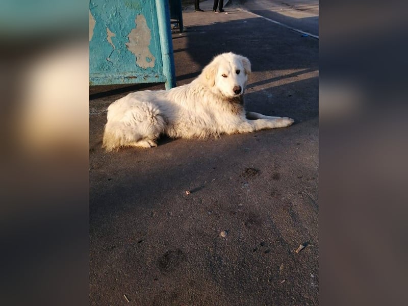 Oliver, geb. 04/2024, Sofa gesucht: Bewohner Oliver bringt viel Liebe mit