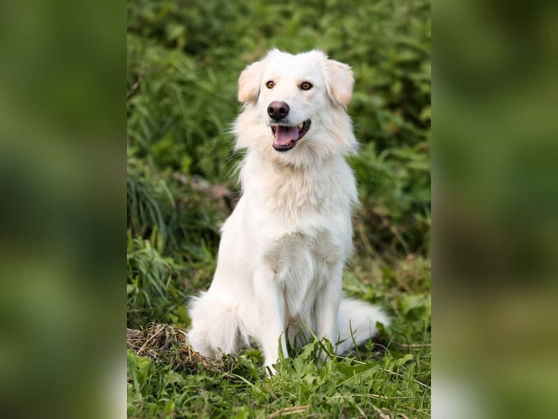 Olivia, geb. 04/2024, junge Schönheit sucht ihr Glück